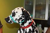 DALMATIEN - MUSELIERE 011